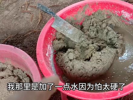 黑水虻养殖,如何用猪粪来喂黑水虻?操作起来超级简单,一看就会#记录真实生活 #农村创业养殖 #黑水虻养殖 #返乡创业新农人 #经验分享