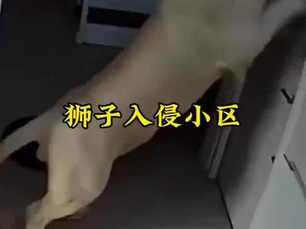 一头狮子来到城市#狮子 #监控下的一幕 #惊险一幕