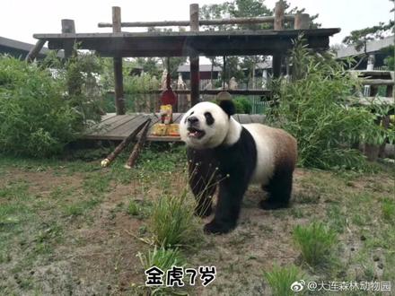 #熊猫 #大连森林动物园 #熊猫金虎 #国宝 可爱的虎子,从小到大的显眼包😆😆😆