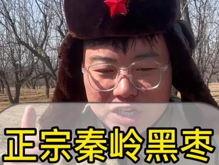 刚松完土 可以让枣子更好吸收养分 想吃正宗黑枣的姐姐快来安排#优质农产品 #三农 #黑枣 #家乡特产 #紫晶黑枣