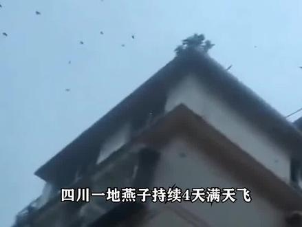 四川一地燕子持续4天满天飞,网友质疑地震前兆,究竟是真是假?