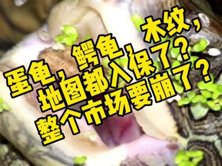 蛋龟,鳄龟,玛塔龟,木纹龟,地图龟都入Cites公约二级了,那是不是天就塌了。#养龟日常 #龟龟🐢 #养龟人 #蛋龟