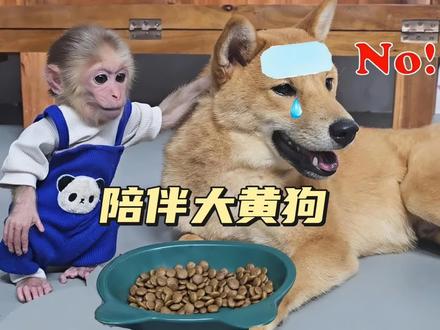 谁懂啊!小猴子和大黄狗的跨物种友情,被妈妈宠着的日子太治愈~ #萌宠#动物#猴子成精#萌宠出道计划#异宠