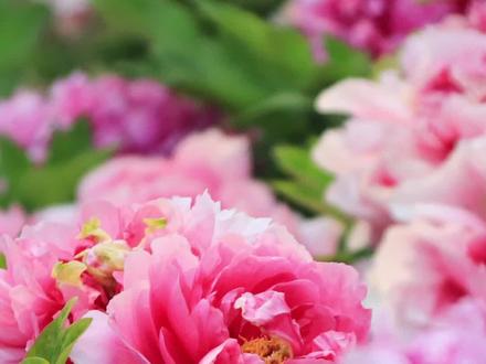 唯有牡丹真国色,花开时节动京城。秋天非常适合栽种牡丹芍药,分享下牡丹、芍药的保姆级栽种教程。#花卉绿植 #爱生活爱养花 #养花小知识 #一花一草一世界