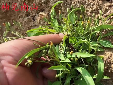 这种植物就是“曲麻菜”,到底有啥好价值?城里卖20元一斤 #曲麻菜 #植物科普 #生活百科 #草药科普