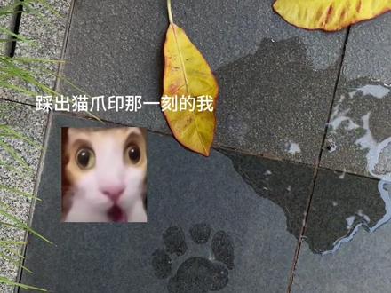 这么大的猫爪印问你怕不怕哈哈哈#玩儿个很新的东西 #棉拖鞋 #猫咪
