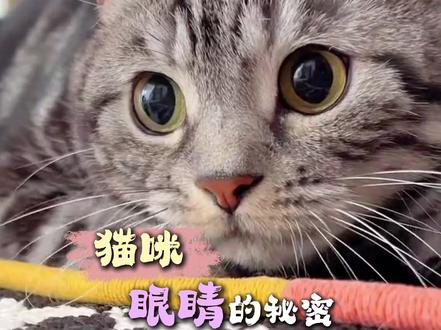 猫咪眼睛的秘密 #冬季养猫#养猫人#猫咪眼睛 #我和我的猫#万物可爱计划