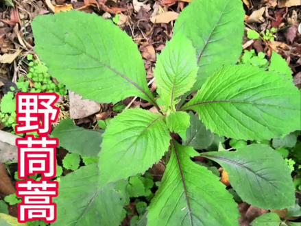 野茼蒿又叫革命菜#传承中医中药文化 #野生药材 #中药本草 #大自然的馈赠