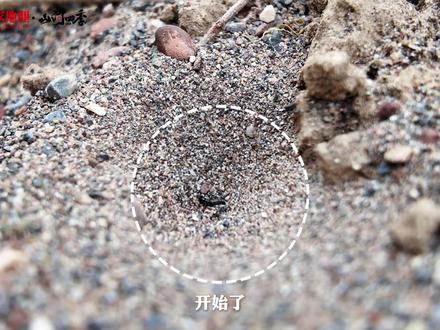 小时候是不是都见过它? 你们那儿叫它什么名字呢?一起听稻壳刘讲讲蚁狮。#蚁狮 #动物科普 #昆虫 #生物 #神奇动物