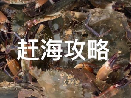 太多人问了,这里统一给大家讲解一下赶海的细节,请仔细阅读,谢谢大家!#赶海 #抓螃蟹 #户外赶海抓海鲜