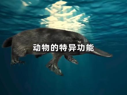 盘点动物的那些特异功能#海洋生物 #奇妙的动物 #动物