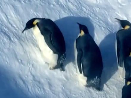 企鹅被困雪坑濒死,摄影师想救却被要求不要干涉 #动物救助 #企鹅 #惊险一幕