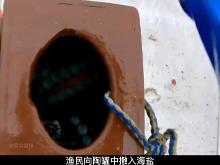 章鱼足和鱿鱼须有什么区别:1、数量不同。鱿鱼须是有10条的,章鱼须只有8条。2、软硬程度不同。章鱼须比较柔软,鱿鱼须会稍硬一些。3、食用方式不同。章鱼足可以刺身直接生吃,也可以做熟了吃,生吃的时候味道口感是最佳的。而鱿鱼须虽然也能生吃,但是生吃的口感不如章鱼好,所以更加适合用来煮熟了吃。#章鱼足 #章鱼足的做法 #章鱼足刺身 #章鱼 #生猛海鲜