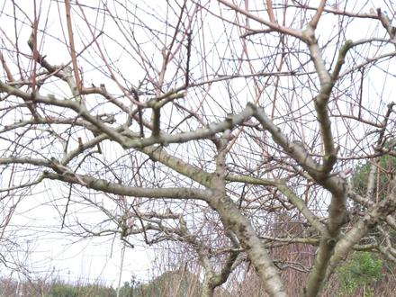 千门万户曈曈日,总把新桃换旧符。
桃木东南枝,古老文化,民间习俗#国学智慧 #国学文化 #桃木挂件 #好运连连 #桃树枝