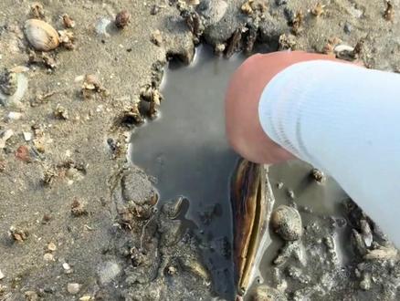 赶海分享97 #赶海 #大自然的馈赠 #户外赶海抓海鲜 #海洋生物 #赶海生活