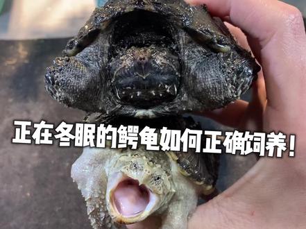 已经冬眠的鳄龟就不要频繁去打扰它了