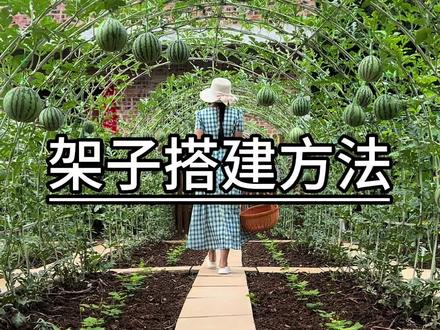 分享我的爬藤架搭建方法#拱棚支架 #种植小技巧 #爬藤架 #蔬菜种植