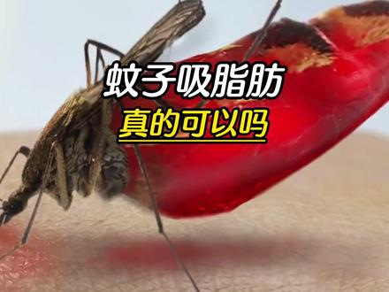 假如蚊子吸你的脂肪...... #涨知识