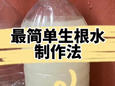 最简单生根水制作方法
只要两种材料
两分钟搞定!
#新农人计划2023 #来抖音学农枝 #种菜#肥料 #乡村守护人