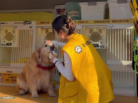 宠物托运:宠嗒嗒托运流程大揭秘 #宠物托运 #狗狗托运 #猫咪托运 #过年 #宠嗒嗒宠物搭车