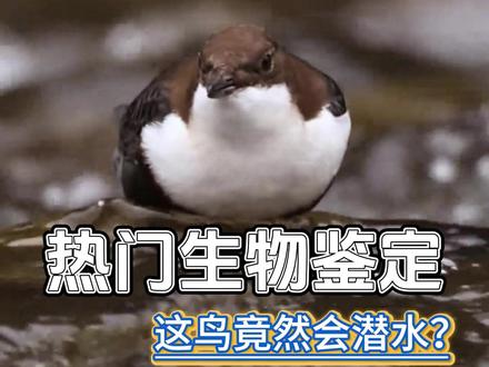 热门生物鉴定 会游泳的鸟#神奇动物在这里