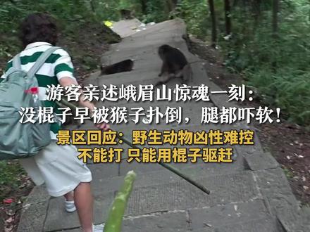游客亲述峨眉山惊魂一刻:
没棍子早被猴子扑倒,腿都吓软!
景区回应:野生动物凶性难控
不能打 只能用棍子驱赶
#峨眉山的猴子