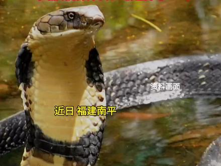 男子骑行把2米长眼镜王蛇当减速带(荔枝新闻)