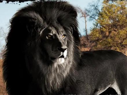 4种罕见的动物 #动物世界