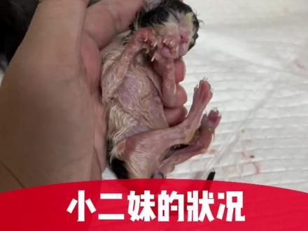 二妹的后续,我们还在努力#每个生命都值得被善待 #小奶猫的成长日记 #猫妈妈与猫宝宝 #科学养宠攻略 #万物皆有灵性请善待每一个生命