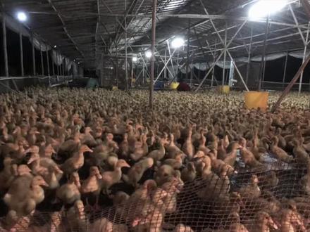 你们看着,农业一样可以干一翻事业出来。