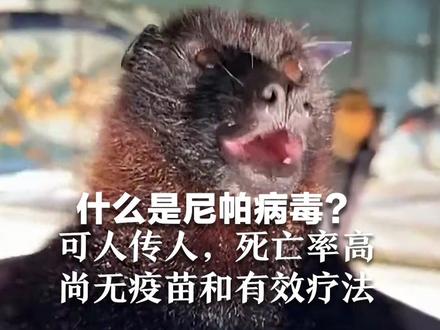 什么是尼帕病毒?可人传人,死亡率高 最长潜伏期可达45天 尚无疫苗和有效疗法