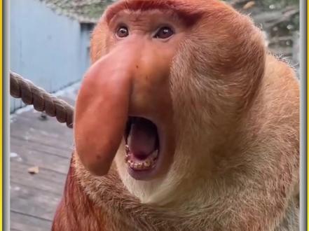 第15集 |这都是些什么老六声音啊