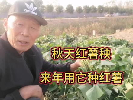 秋天红薯秧储存起来,来年用它育苗种红薯,发芽早长势好产量高。#秋天红薯秧来年种红薯 #红薯种植 #红薯苗