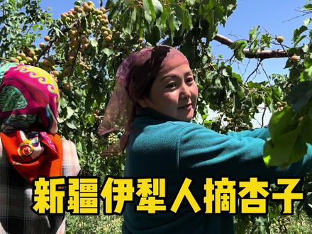 新疆伊犁的树上干杏是怎么采摘的?浙江小伙一年收300w的杏子,用100多名工人,一天光工钱就得花2w#果农的生活 #新疆 #新农人计划2022