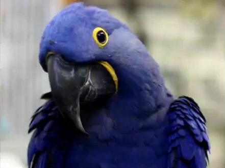 Back rooms(后室实体篇)Entity7杰瑞