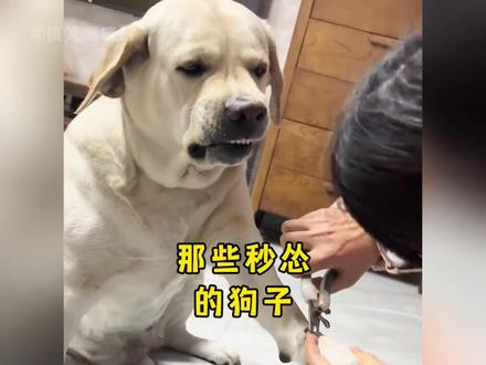 那些秒怂的狗子,功夫再高也怕菜刀! #狗狗 #狗狗成精了 #狗子迷惑行为