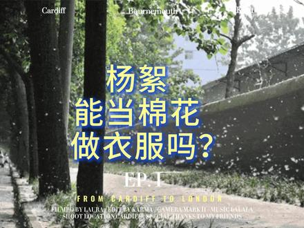 杨絮能当棉花做衣服吗? 春天漫天飞舞的杨絮,看着像棉花、像羽绒,很多人疑惑能不能纺线织布、做被子当保暖填充物?
#生活冷知识 #植物科普 #柳絮杨絮 #万物皆可科普