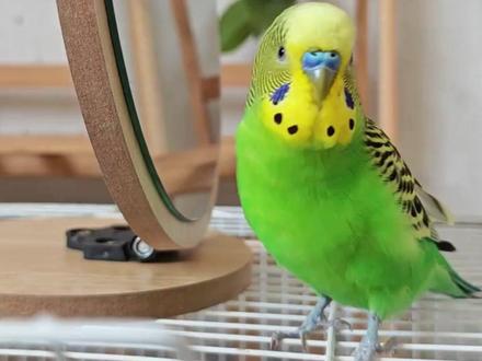 一条视频教会你家鹦鹉说话#鹦鹉说话教程#虎皮鹦鹉