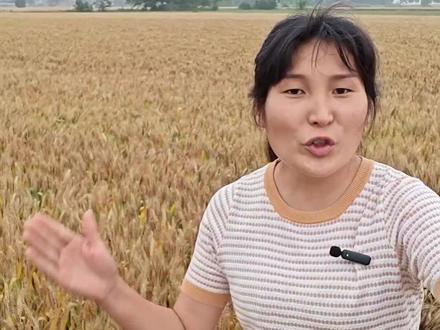 活着都不容易,很多事情都有原因不能一竿子打死所有,自然灾害谁也控制不了,去年我们豫东的玉米谁种谁赔,看看去年秋天收玉米的收割机有几个挣钱的?去年天气原因收割机在我们这里不是照样比往常价格高吗?高启强也说过:风浪越大鱼越贵、很多东西都是方方面面的原因,#准备收麦子了 #收割机跨区作业