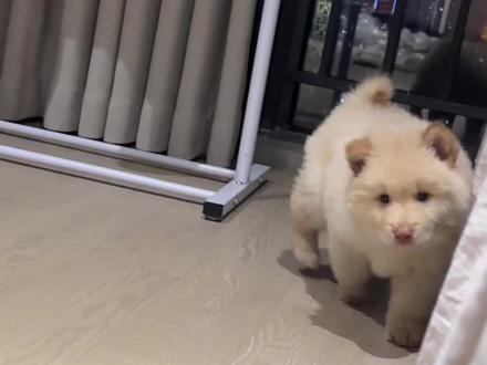 一只小狗的自我介绍#土松 #小狗日记 #vlog#纯福狗粮