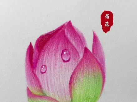 好看又简单的彩铅荷花来咯~一起来试试吧#画画 #彩铅 #手绘 #画渣 #素描