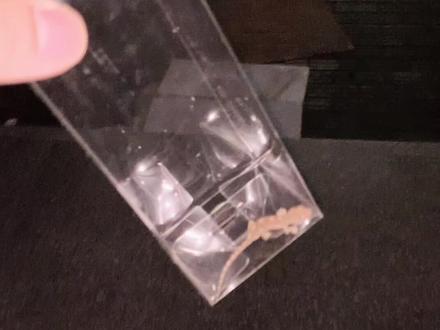 抓到了一只壁虎,查了一下这玩意野生的不好养,还容易有寄生虫,赶紧请出去#爬行动物 #壁虎
