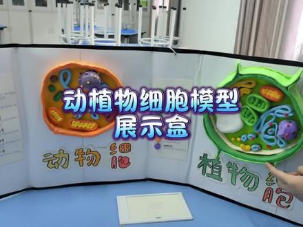 动植物细胞模型教具#科学教育方法 #科学实验 @lzy