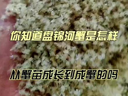 你知道盘锦河蟹是怎样健康快乐成长的吗?29秒告诉你们盘锦稻田蟹从蟹苗到成蟹,每一次蜕变记录成长的全过程 #盘锦河蟹#河蟹#河蟹养殖#成长#健康快乐