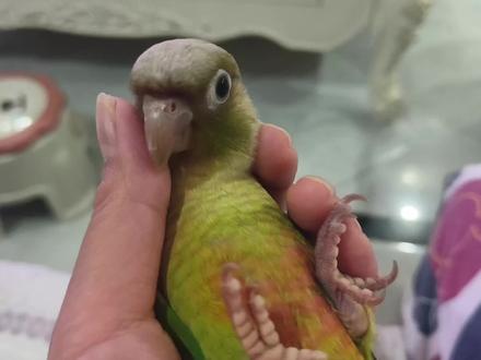 手养鸟萌宠鹦鹉黄边小太阳肉桂凤梨小太阳鹦鹉咬手怎么训鸟才有用 #鹦鹉日常 #萌宠鹦鹉 #手养鹦鹉 #训鸟 #鹦鹉鹦鹉萌萌哒逗鹦鹉 #手养鸟 #小黄鸡 #小太阳鹦鹉 #黄边小太阳 #肉桂小太阳鹦鹉