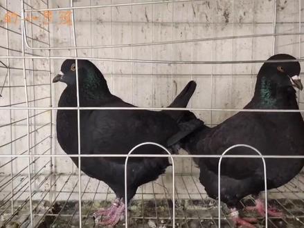 新手养鸽必备:土霉素轻松解决鸽子的7大常见问题,鸽子绿便水便三天搞定#鸽子 #信鸽 #元宝鸽