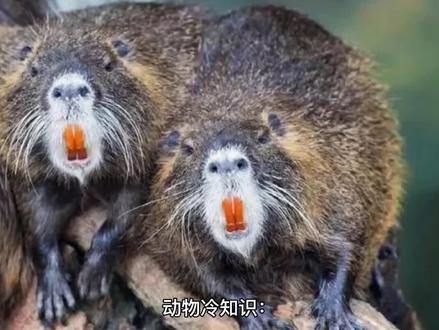 黄鼠狼是益兽还是害兽 #奇妙的动物 #保护动物 #动物 #科普一下 #动物成精 #野生动物 #爱护大自然保护野生动物 #万物皆有灵性 #神奇动物 #动物保护
