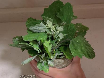 灰灰菜你认识吗?#植物科普#灰灰菜 #识百草