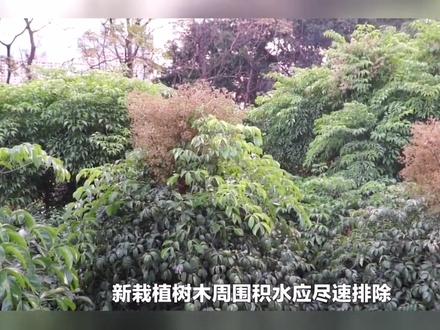 园林养护知识1#风景园林部落 #修剪树木