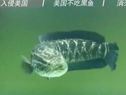 花费8亿都无法消灭,亚洲黑鱼入侵美国多年,为何美国不吃呢? #鱼 #黑鱼 #动物 #入侵物种 #美国
